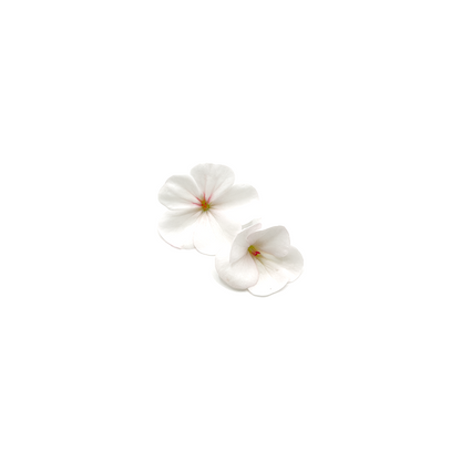 Geranium Bloom Box