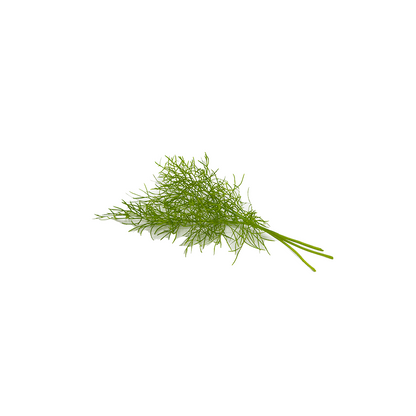 绿茴香苗