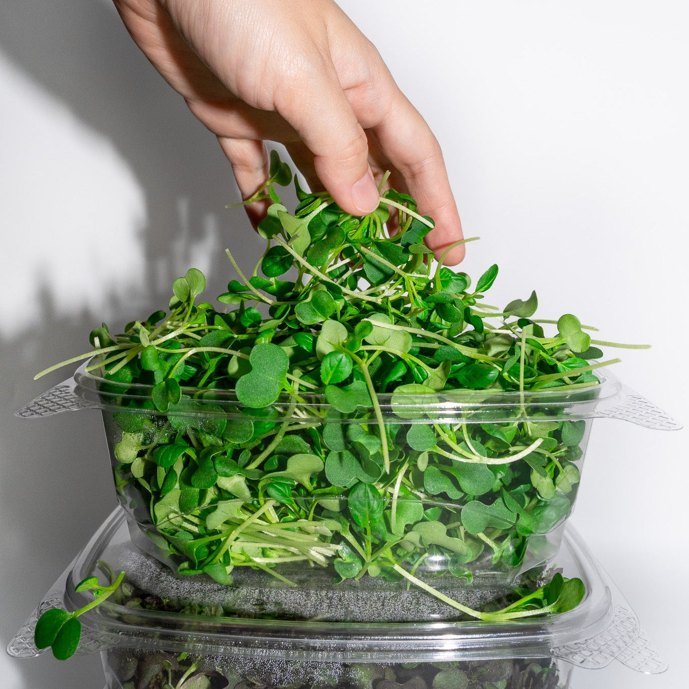 Mini Arugula