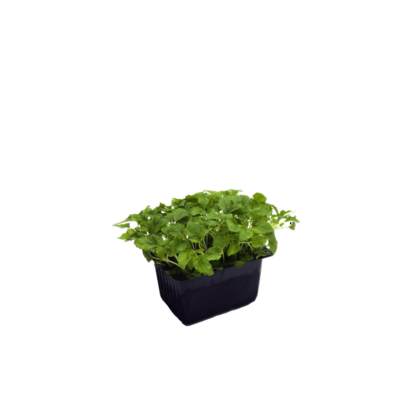 Micro Lemon Balm (L)