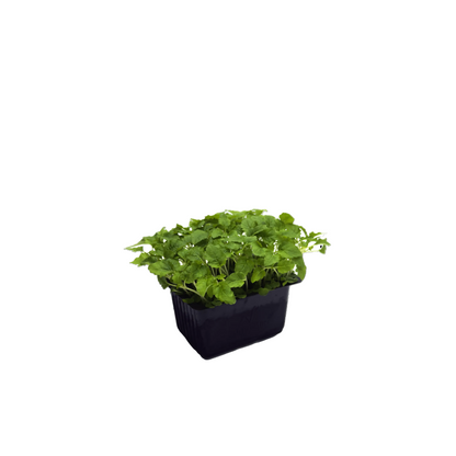 Micro Lemon Balm (L)