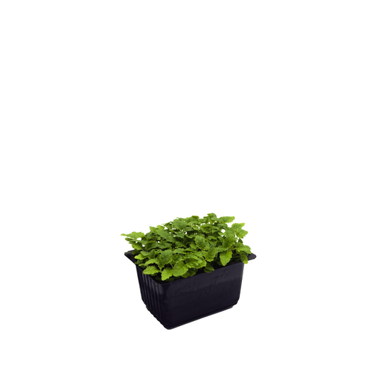 Micro Lemon Balm (S)