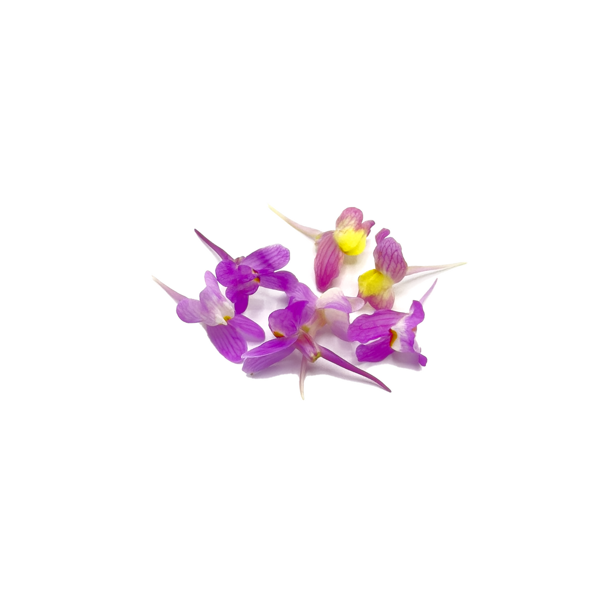 Linaria Bloom Box - Nosh Produce | Edible Flowers, Microgreens ...