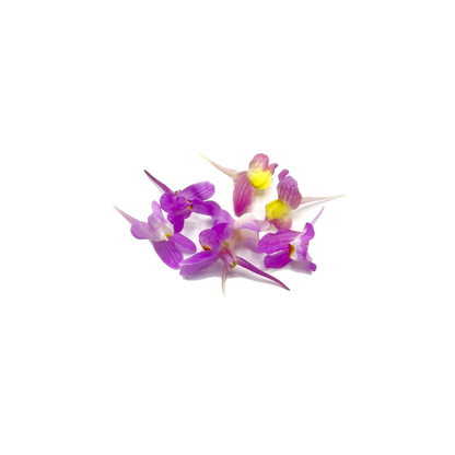 Linaria Bloom Box