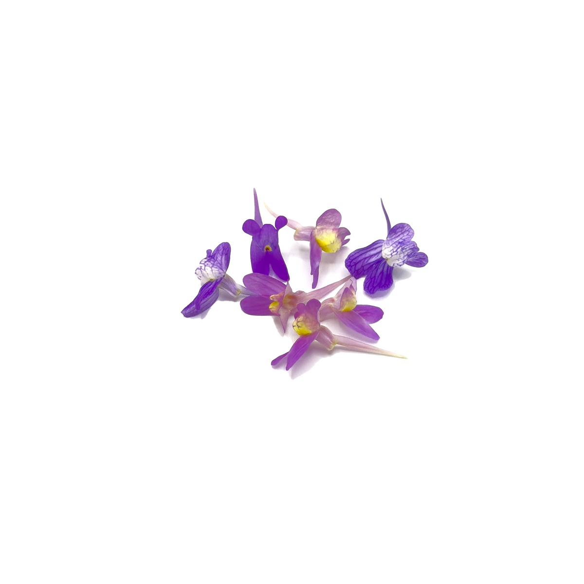 Linaria Bloom Box - Nosh Produce | Edible Flowers, Microgreens ...