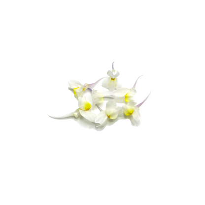 Linaria Bloom Box