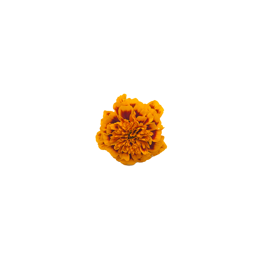 Marigold Bloom Box