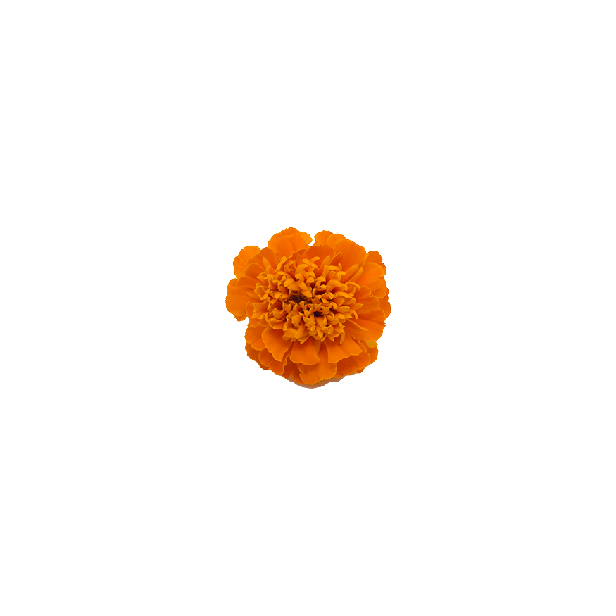 Marigold Bloom Box