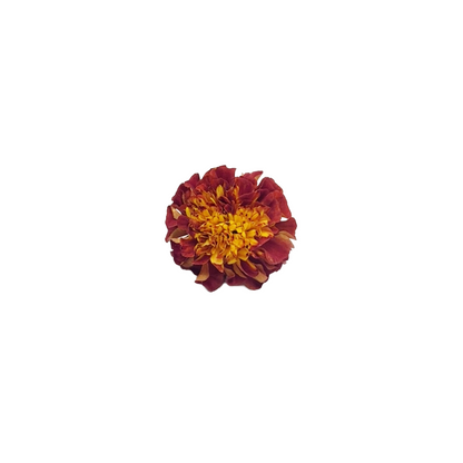 Marigold Bloom Box