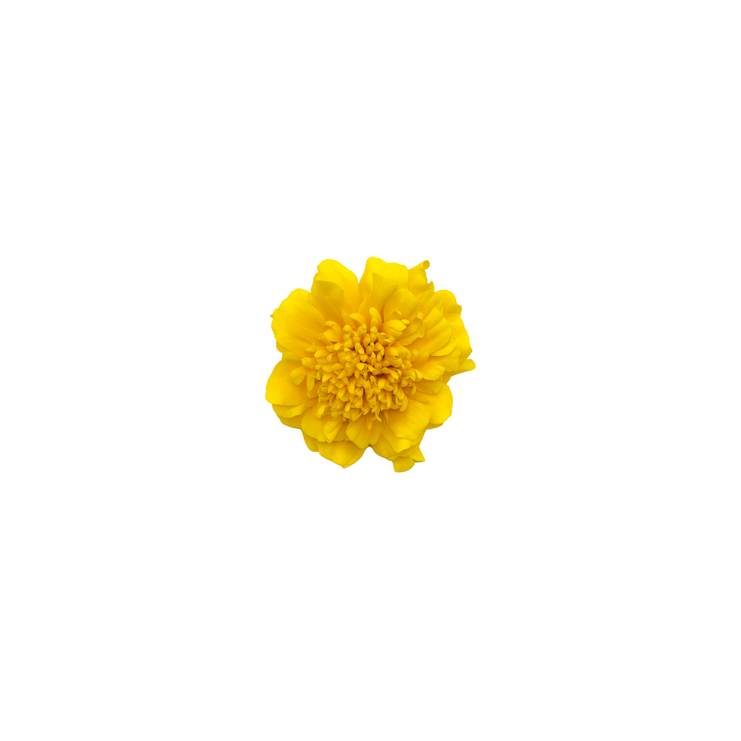 Marigold Bloom Box