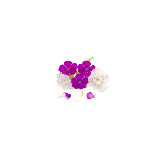 Mini Dianthus Bloom Box
