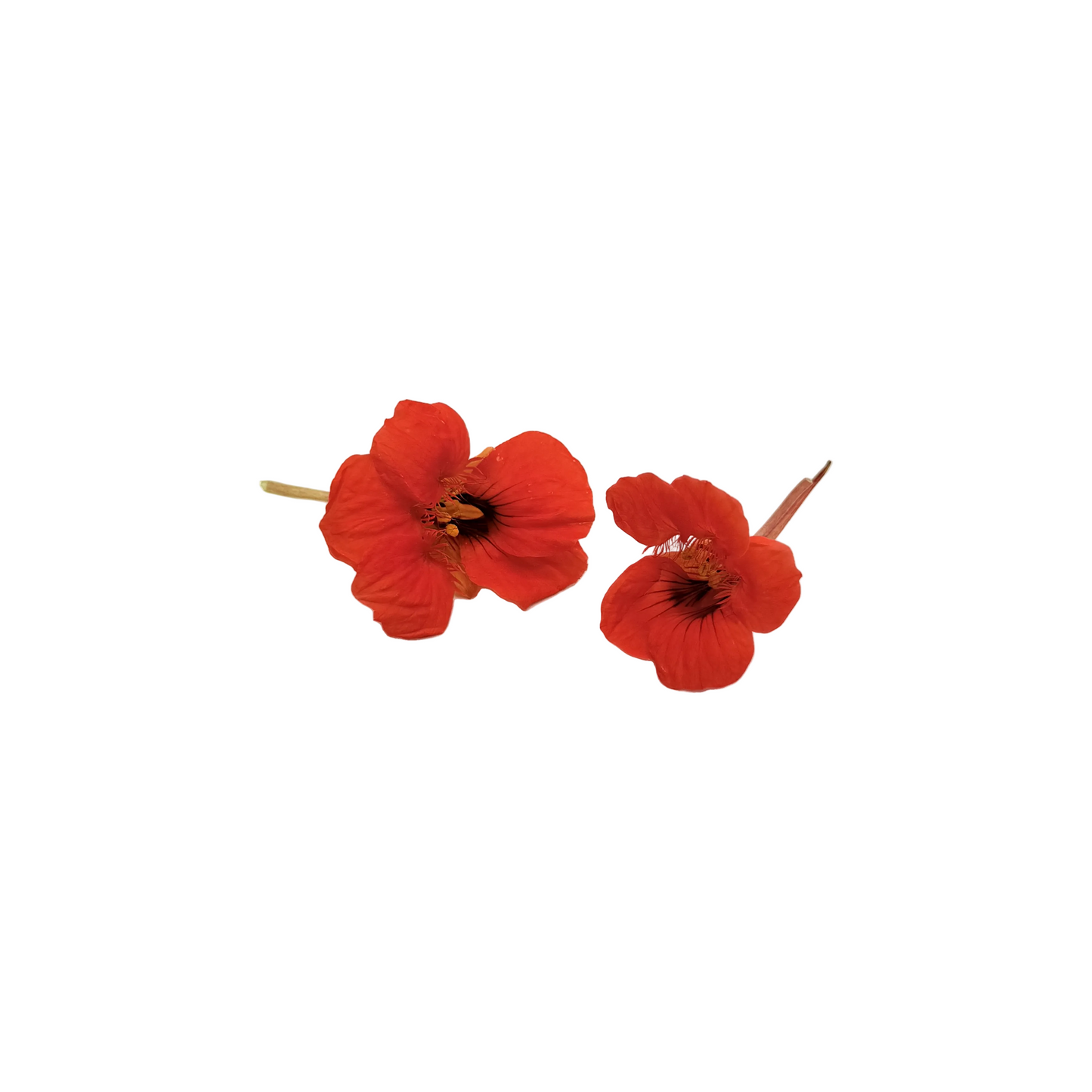 Nasturtium flower