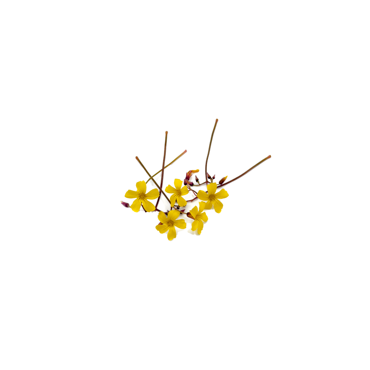 Oxalis flower