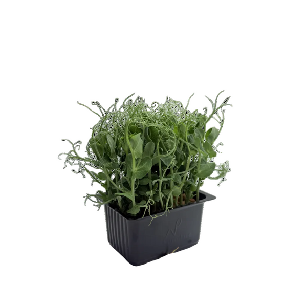 Pea Tendril