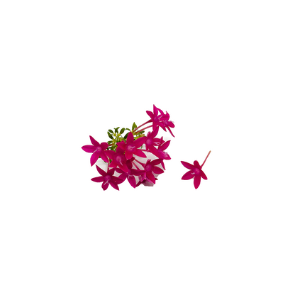 Pentas Bloom Box