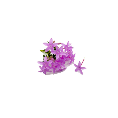Pentas Bloom Box