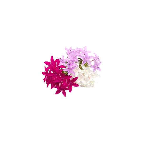 五星花