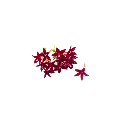 Pentas Bloom Box