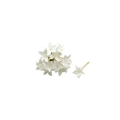 Pentas Bloom Box