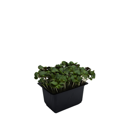 Purple Shiso