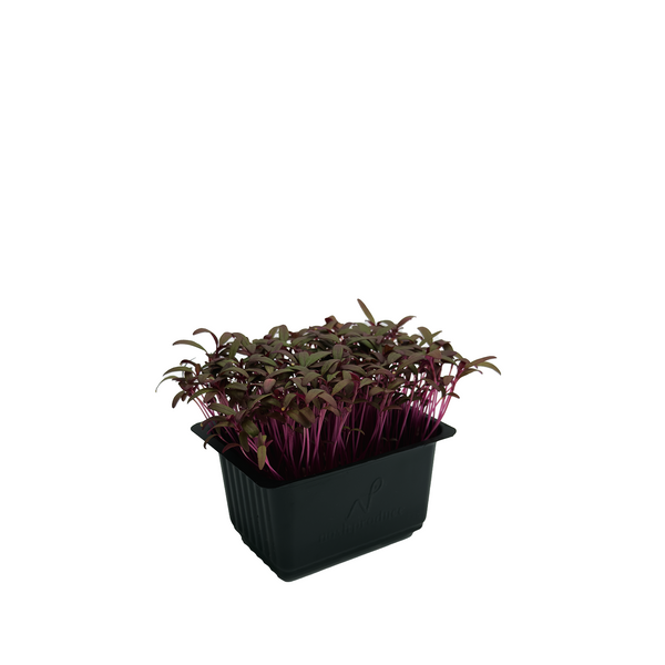 Red Amaranth (S)
