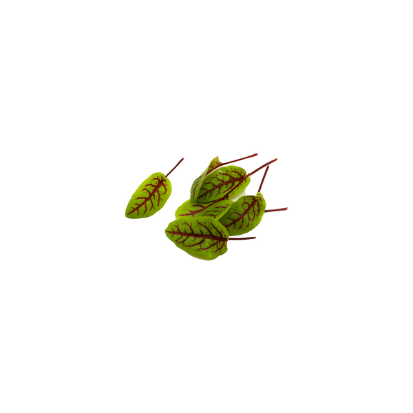 红脉酸模(小)