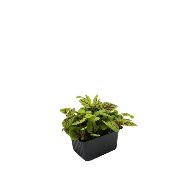 Red Veined Sorrel