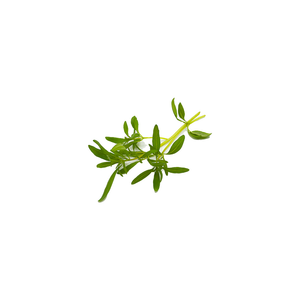 香薄荷