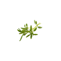 特色香草