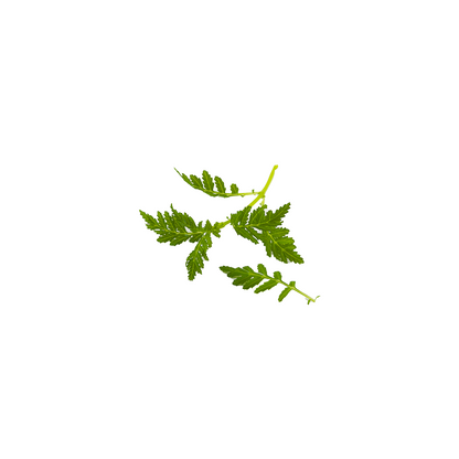 万寿菊叶