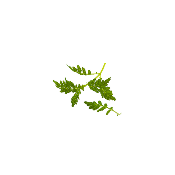 万寿菊叶