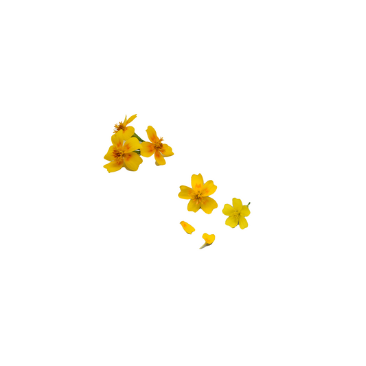 [NEW] Tangerine Gem Marigold Mix Bloom Box