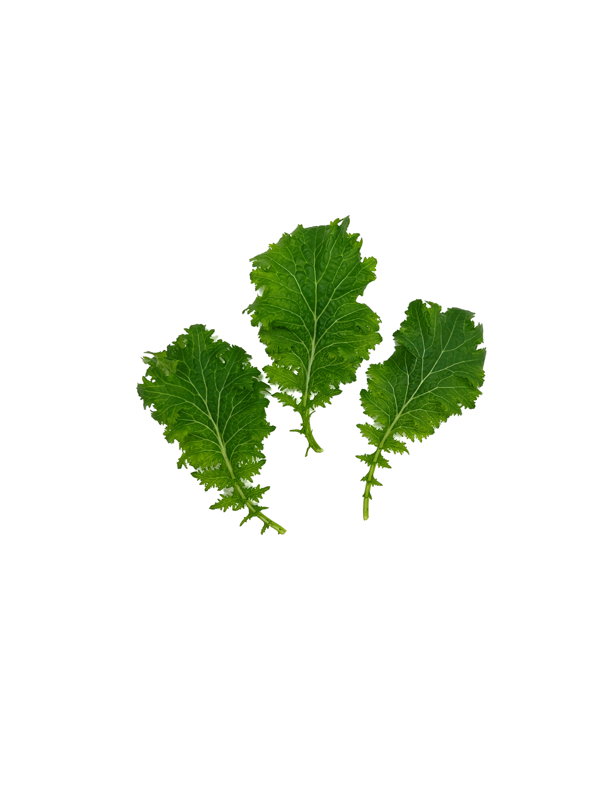 Wasabina Leaves Herb Pack