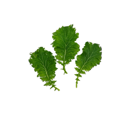 芥末叶