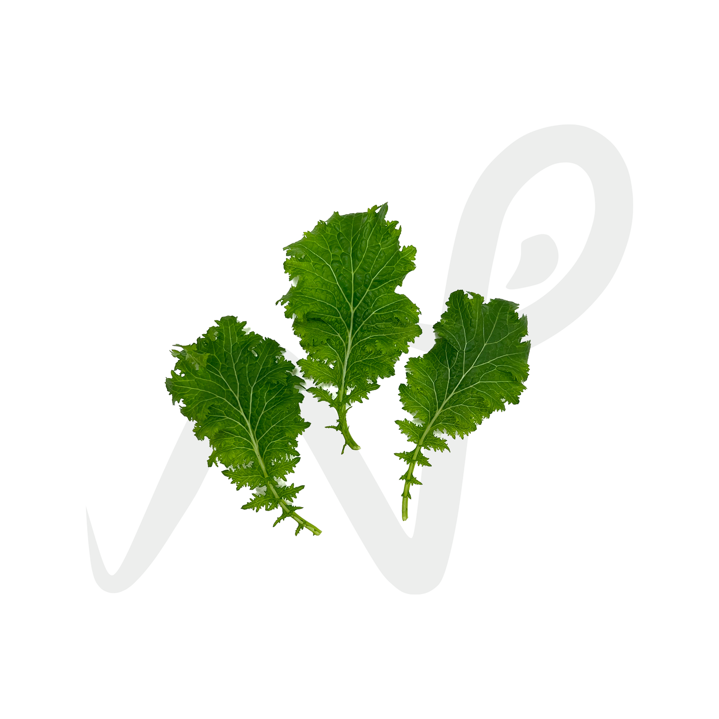 [NEW] Wasabina Leaves Herb Pack