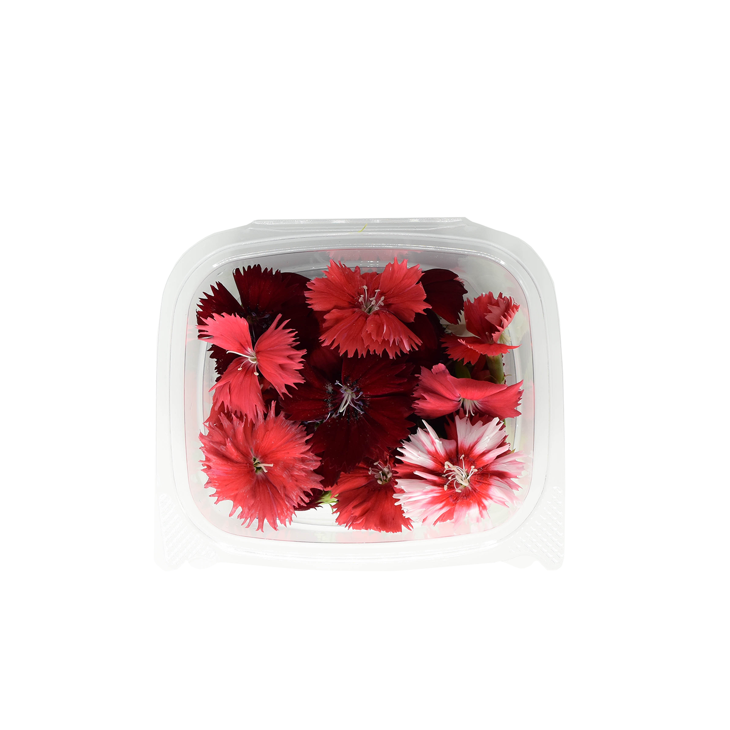 Dianthus Bloom Box