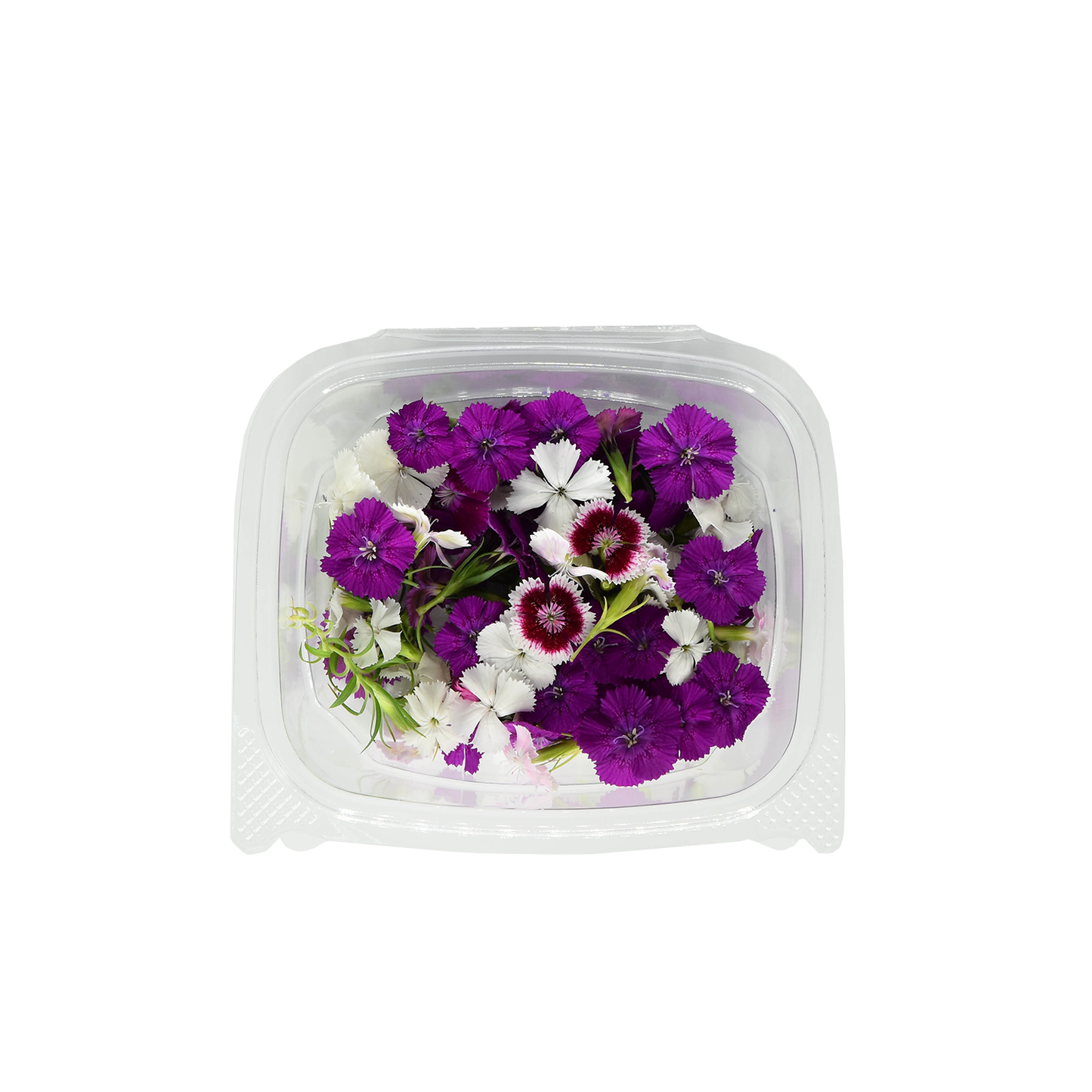 Mini Dianthus Bloom Box